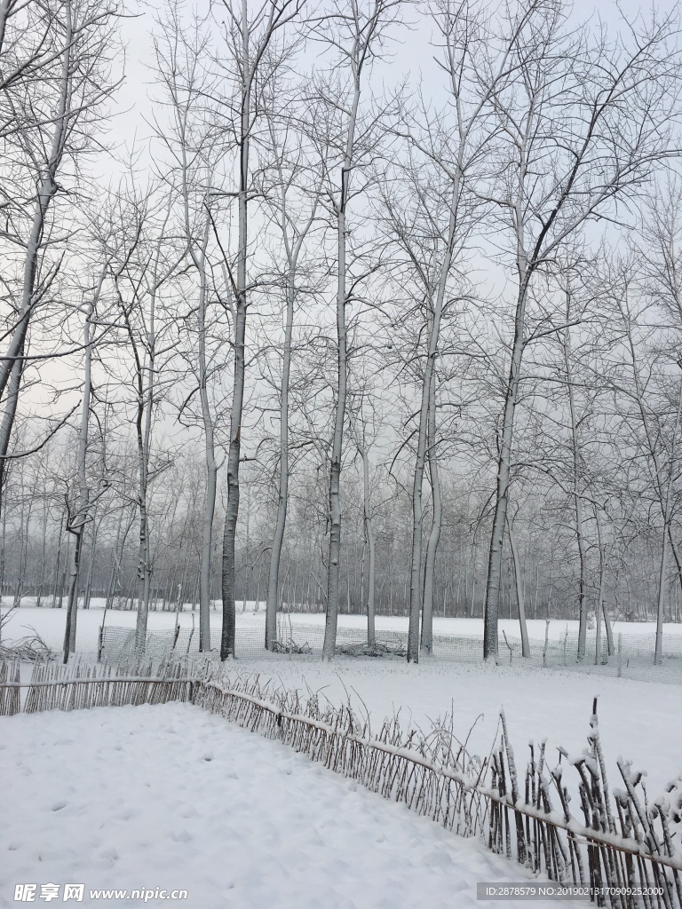 雪景 大雪  雪  自然風景
