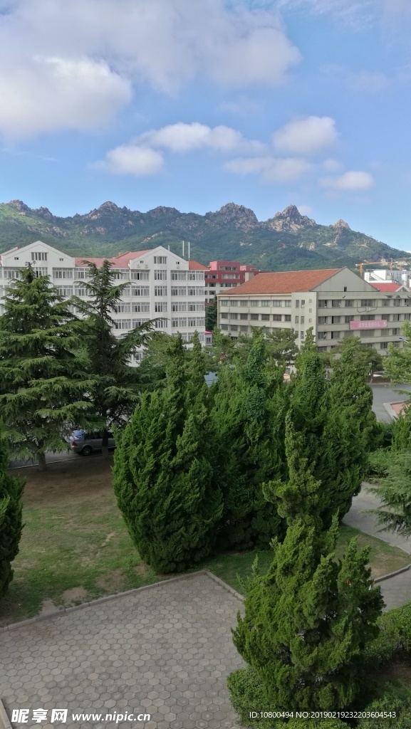 同山不同樹