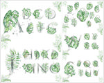龟背竹组合数字字母水彩画