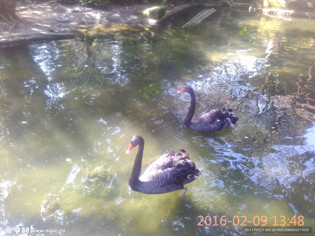 黑天鵝