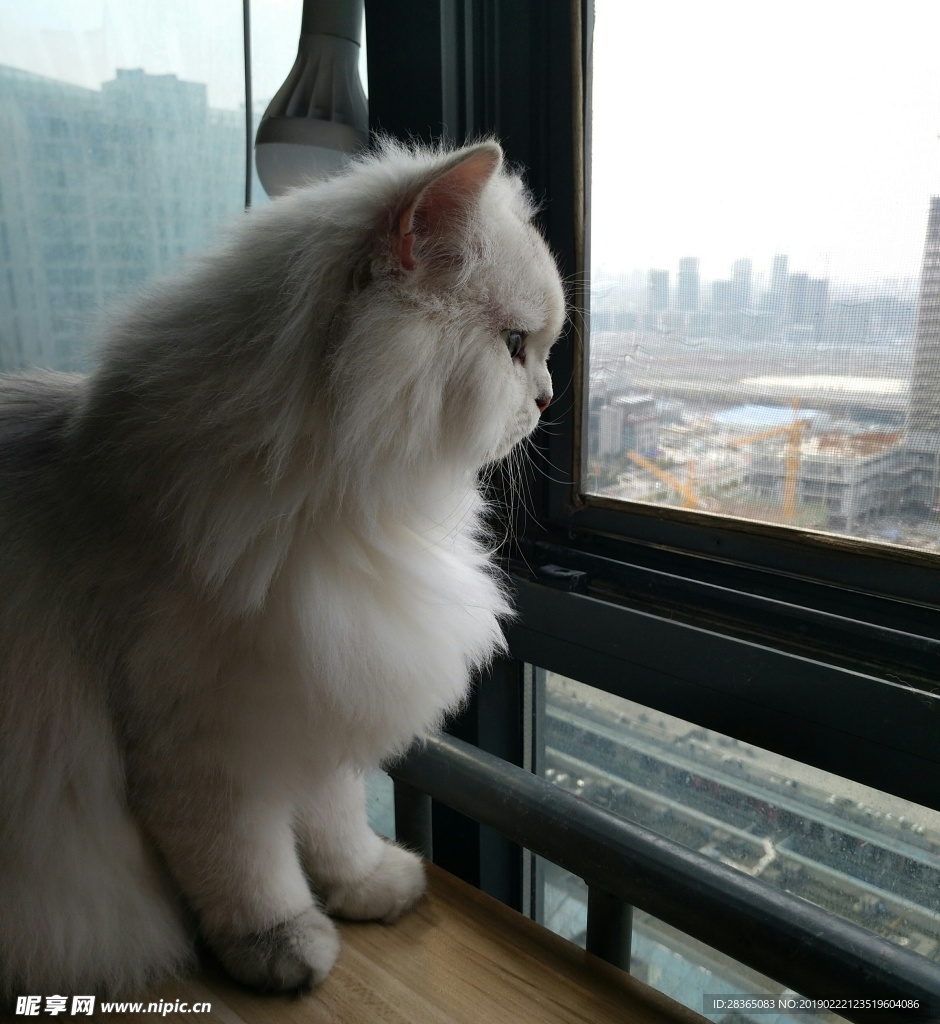 望窗外的猫