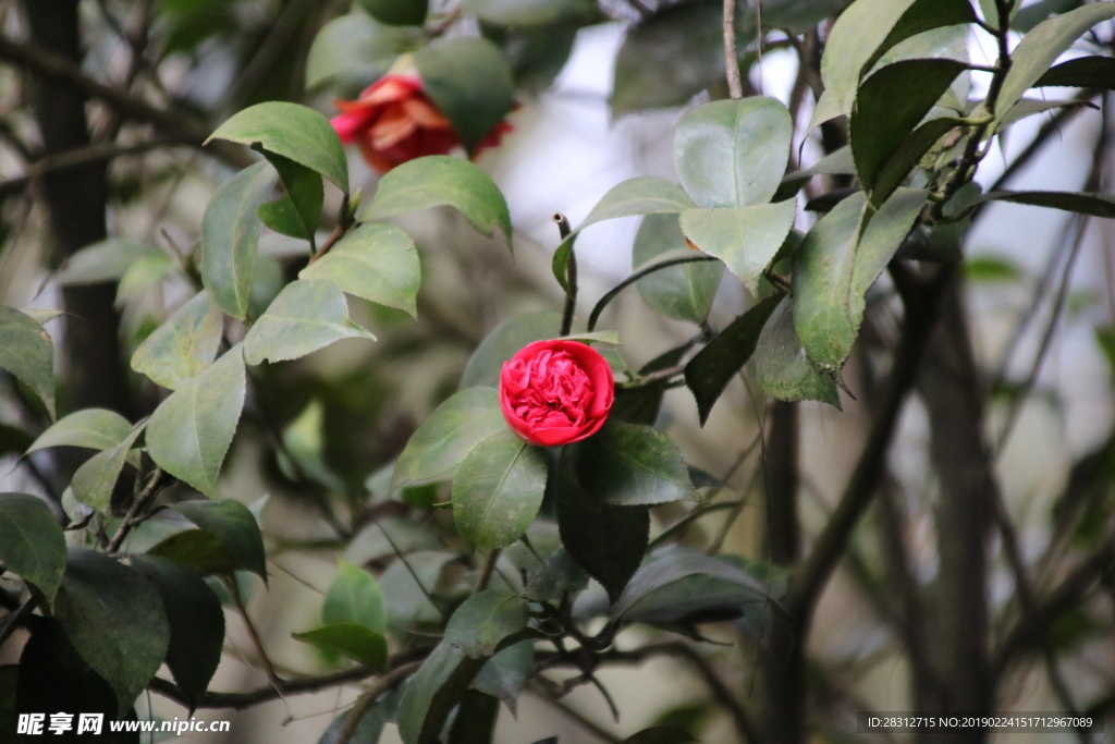 山茶花 茶花 紅花 野花 紅山