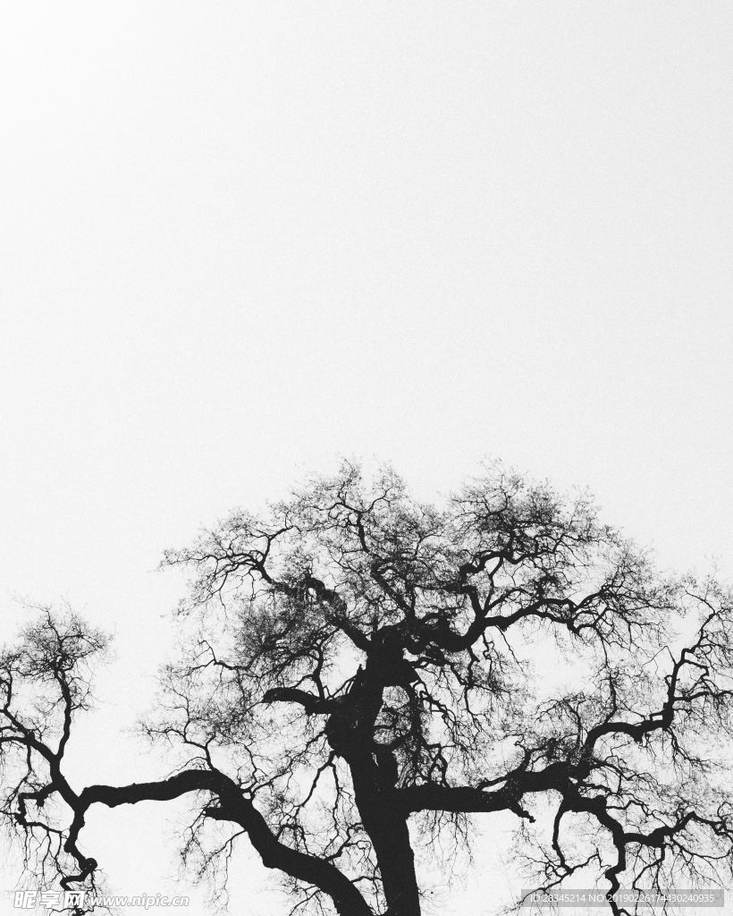 黑白色树