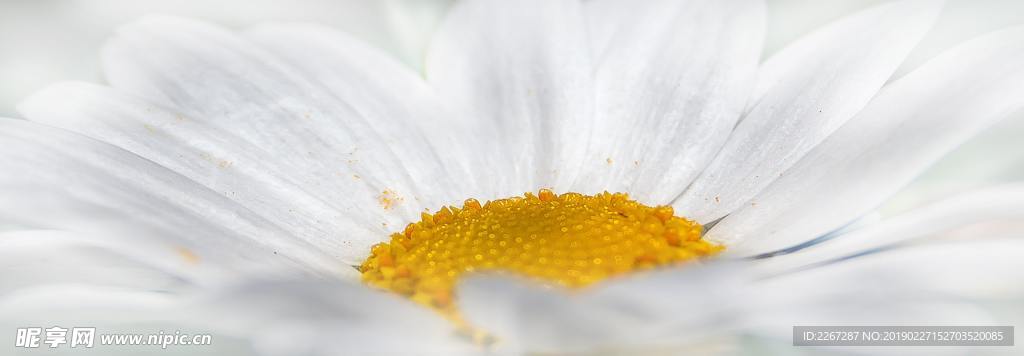 白色雏菊花的近景摄影