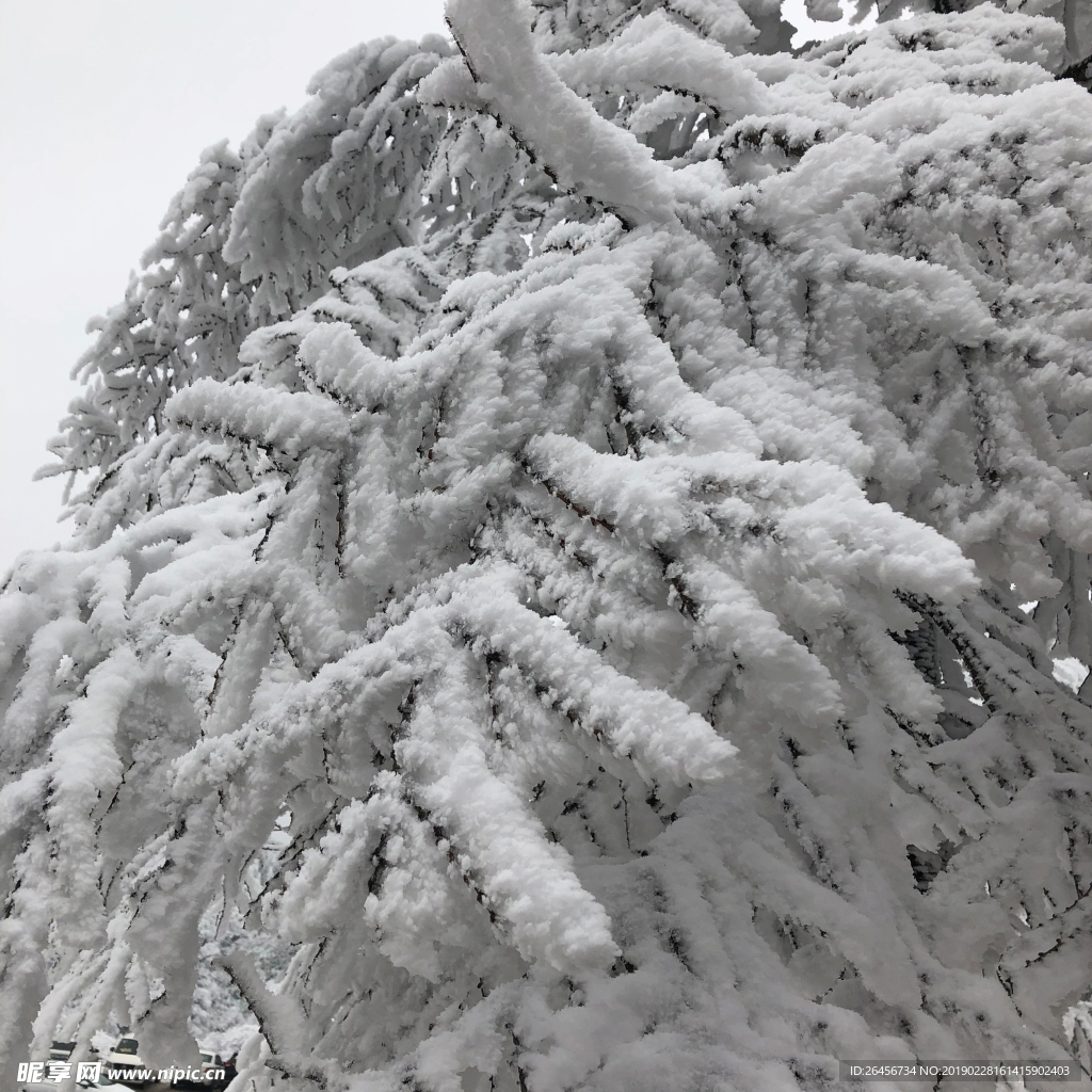 仙女山雪景 树枝积雪