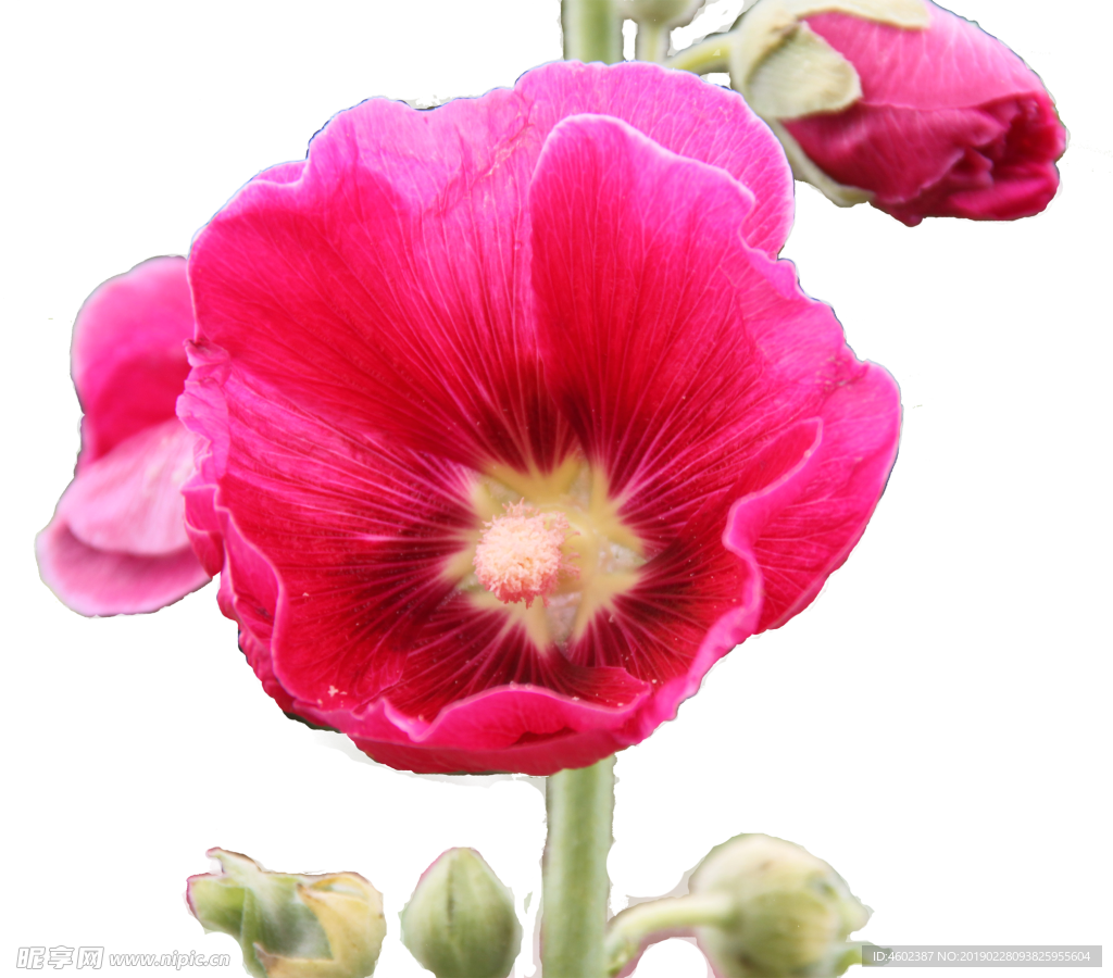 蜀葵花