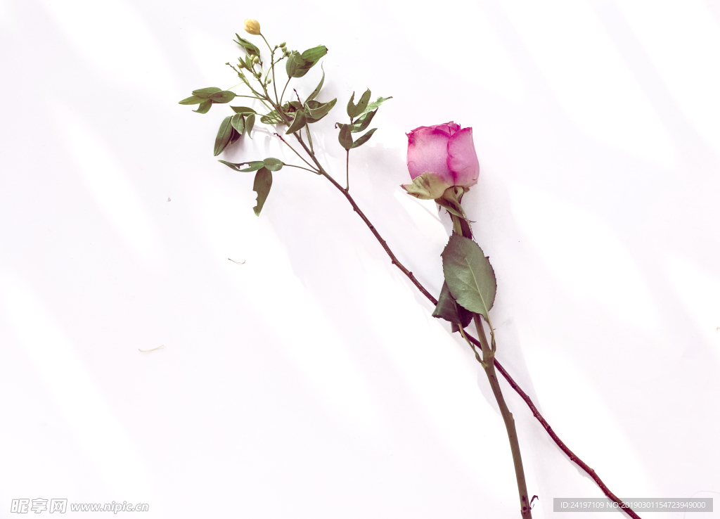 放在桌子上的玫瑰花