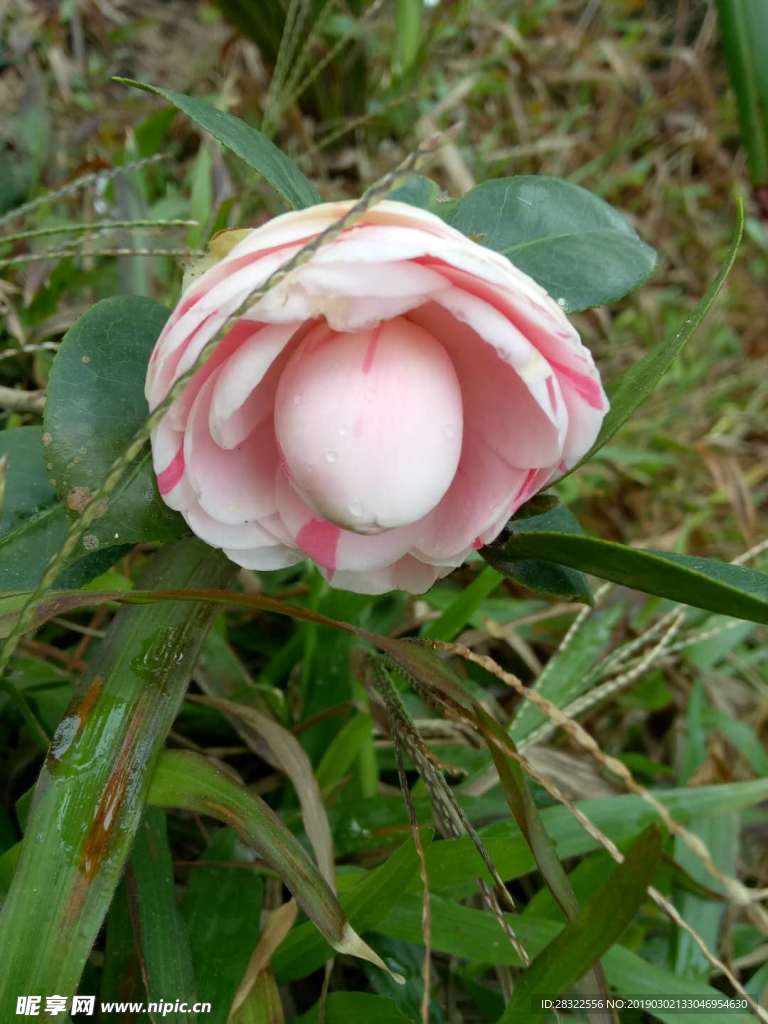 茶花