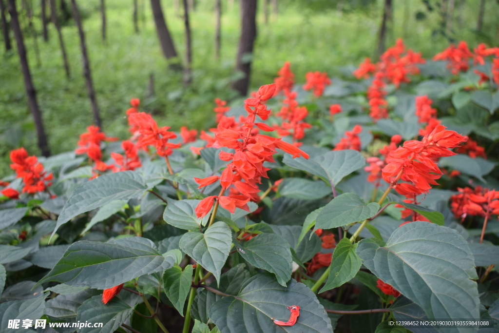 一串紅鮮花