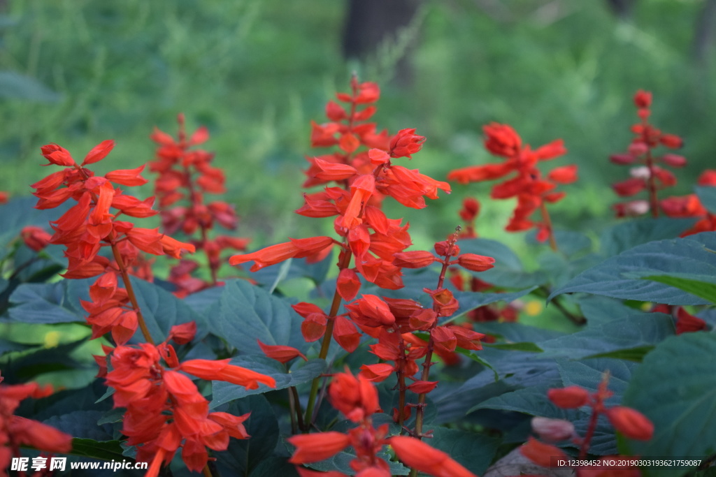一串紅鮮花