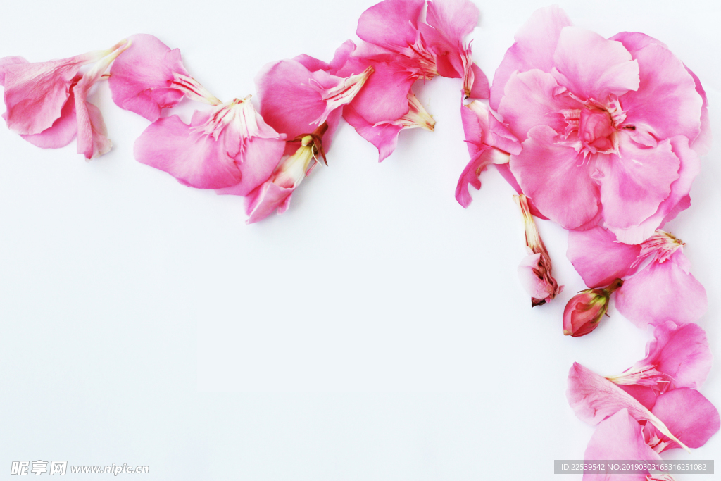 花朵與花瓣