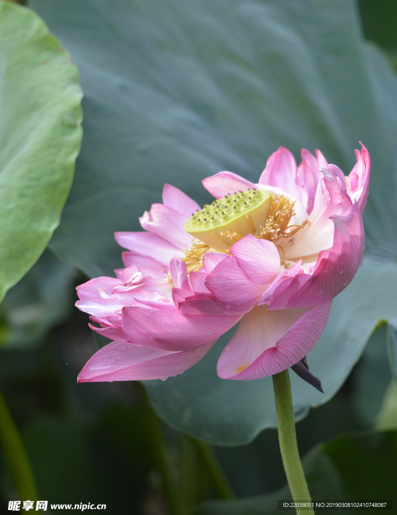 蓮花