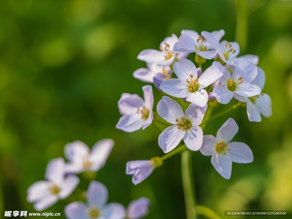 白色花朵盛開花園4k圖素材壁紙