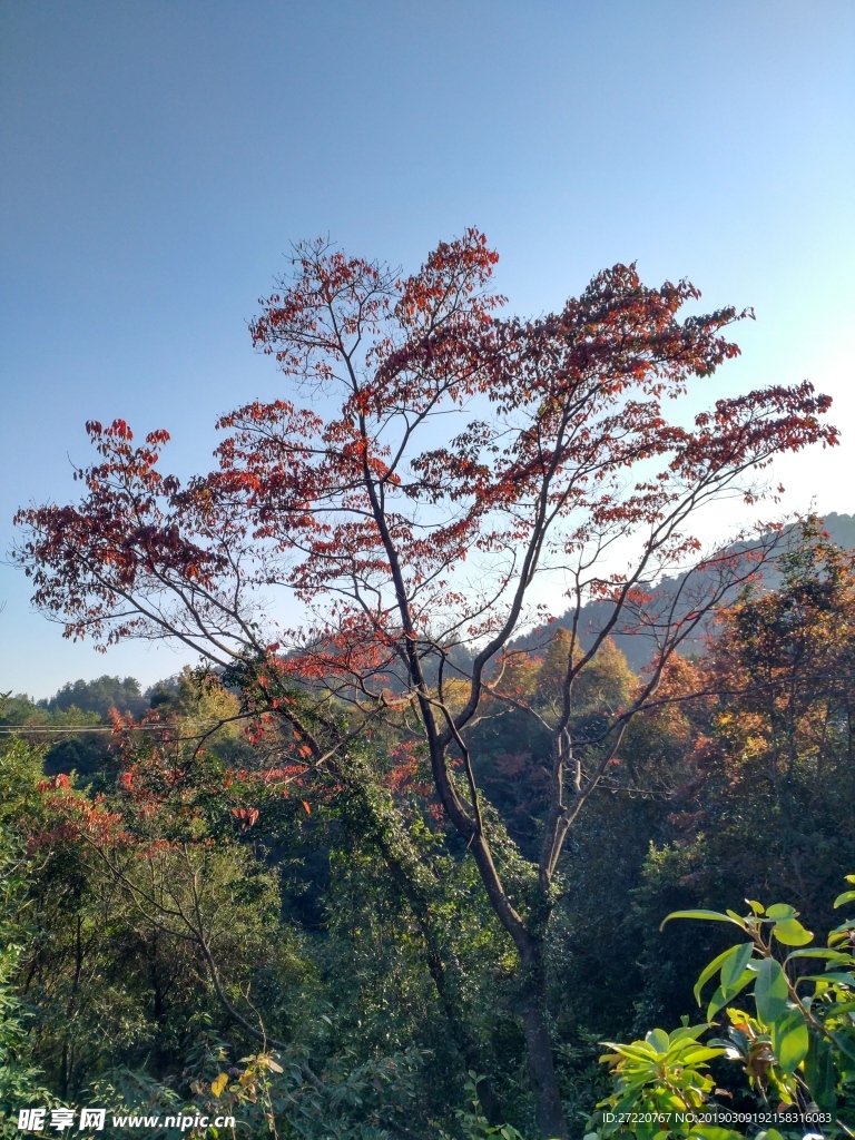 秋天的紅葉