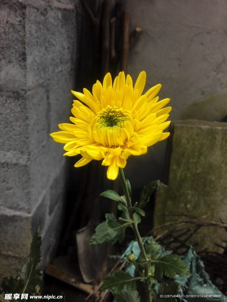 菊花
