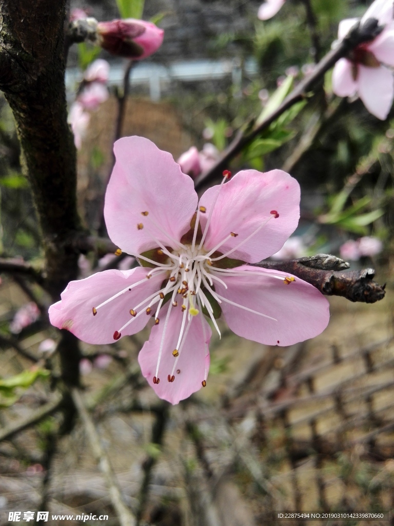 桃花