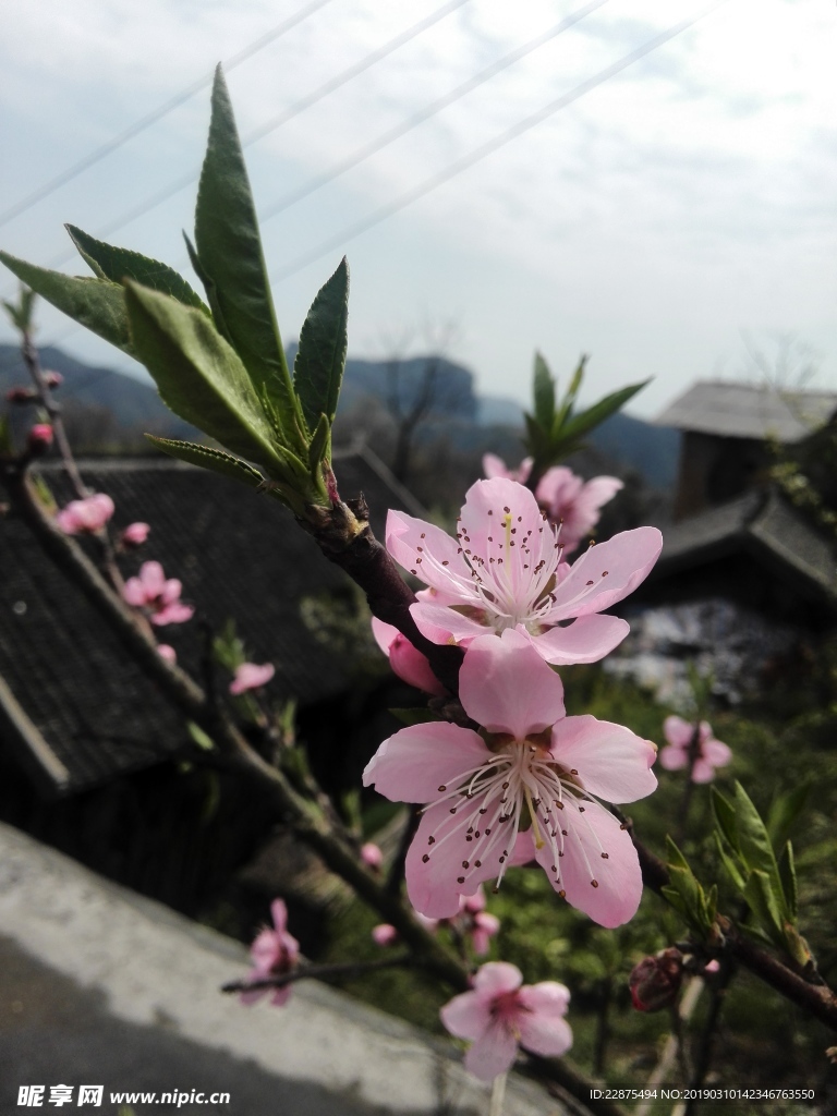 桃花