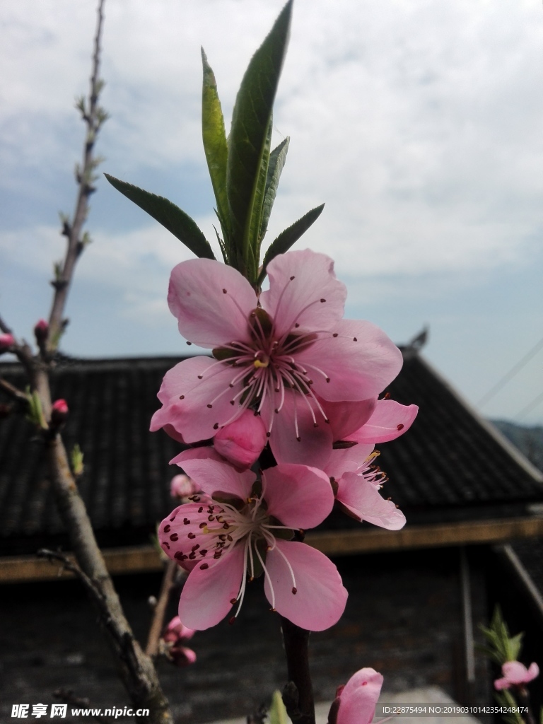 桃花