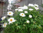 白牡丹花