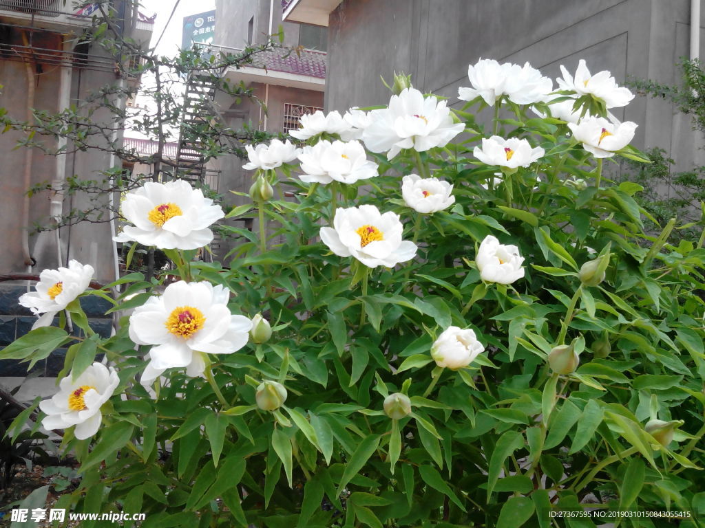 白牡丹花