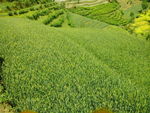 麥田