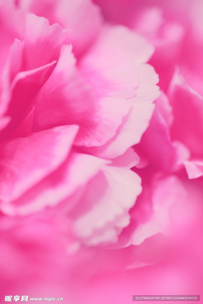 粉花