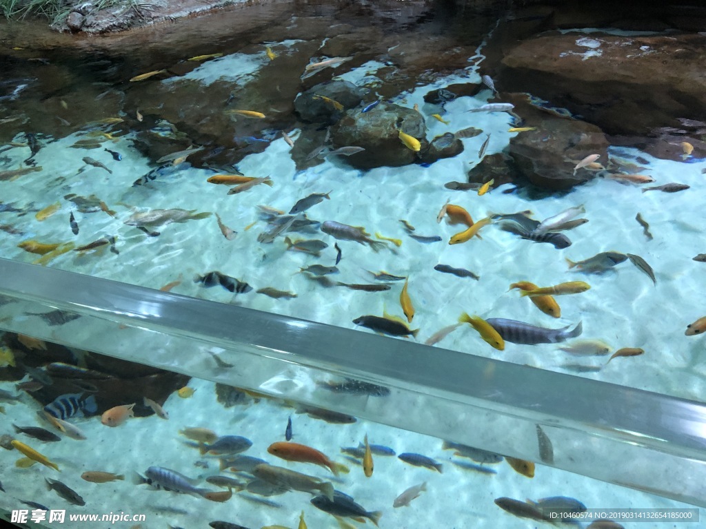 魚群穿梭