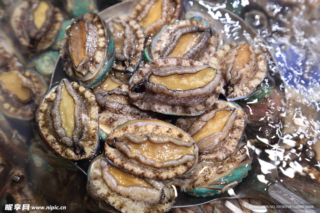 鮑魚