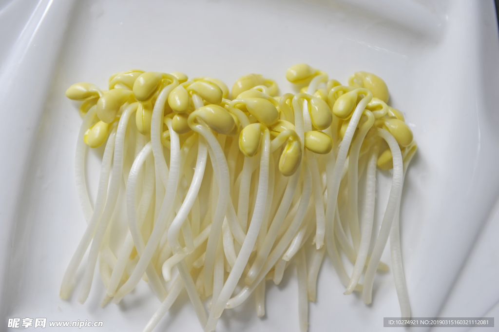 豆芽  芽菜  農業  食材