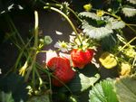 草莓  植物   可爱