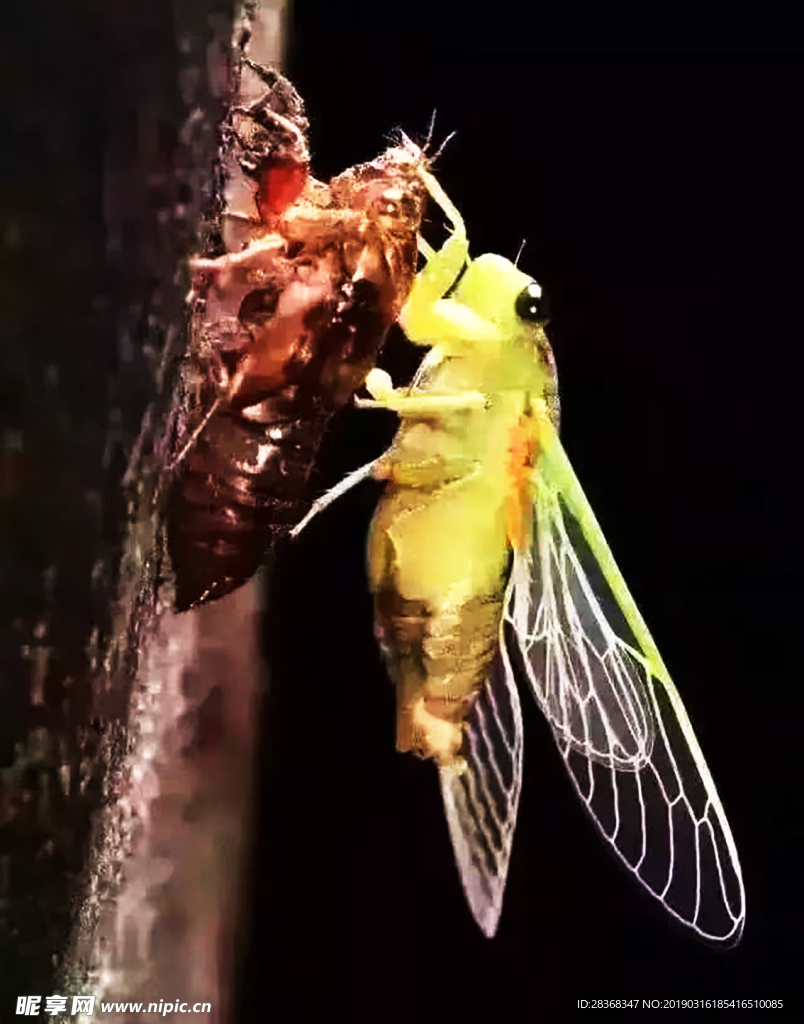 金蟬脫殼