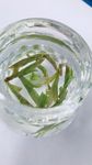 绿茶水晶杯