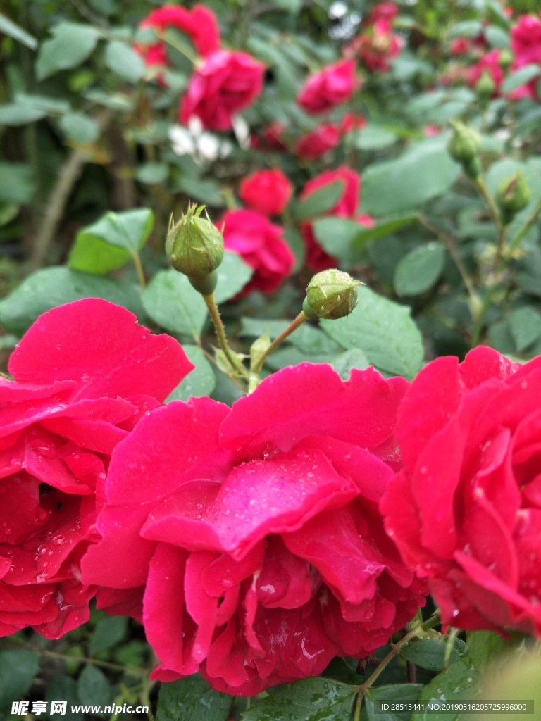 薔薇花卉