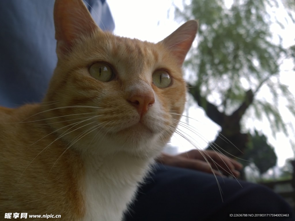 黄色花纹猫动物世界4k图片