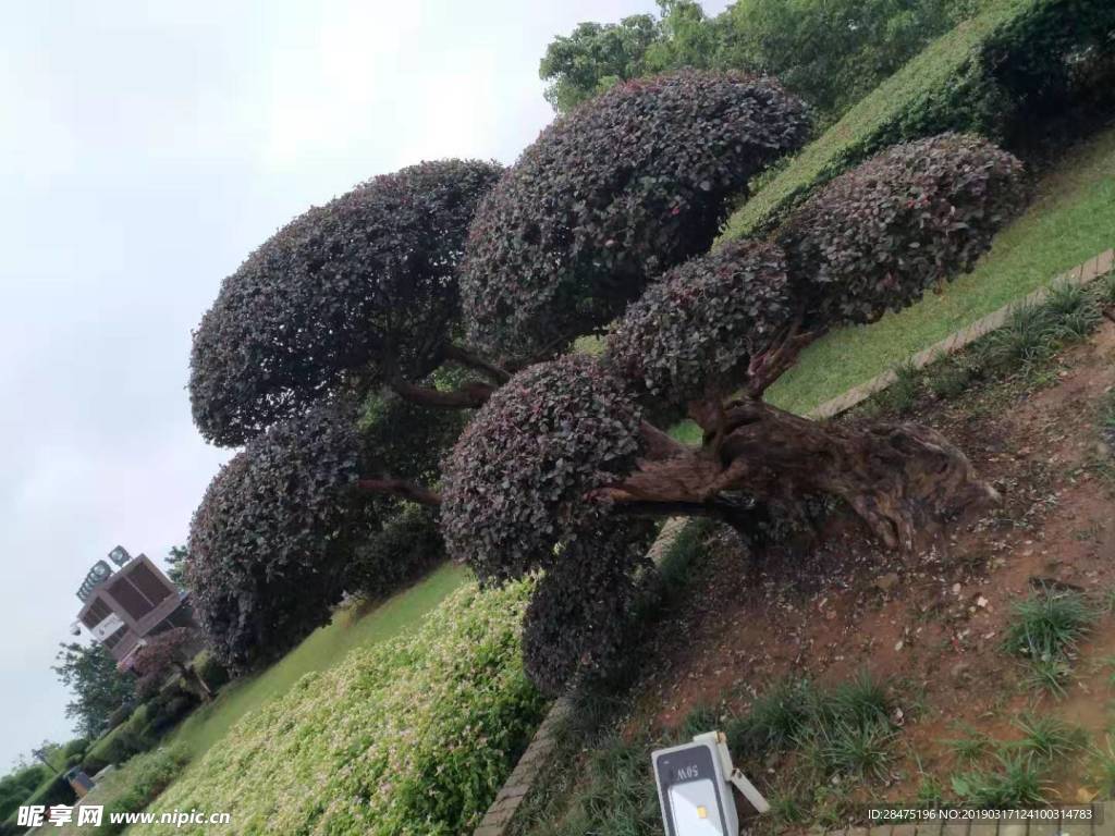 景觀樹