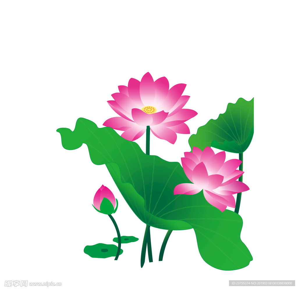 荷花