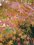 秋天大自然枫叶红黄清晰图片