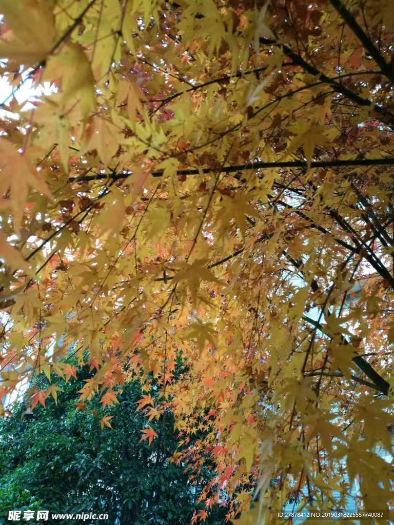 秋天大自然景物枫叶清晰图片