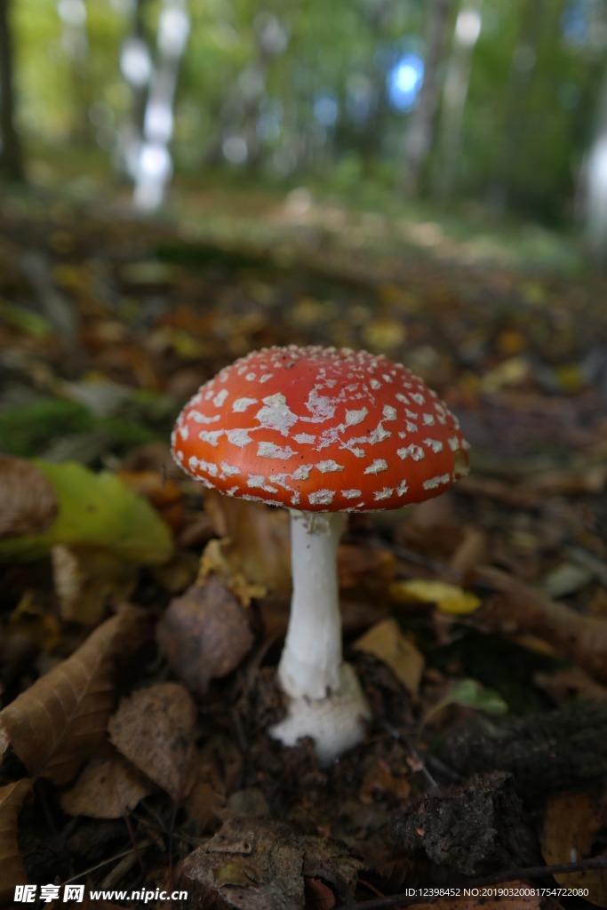 紅蘑菇
