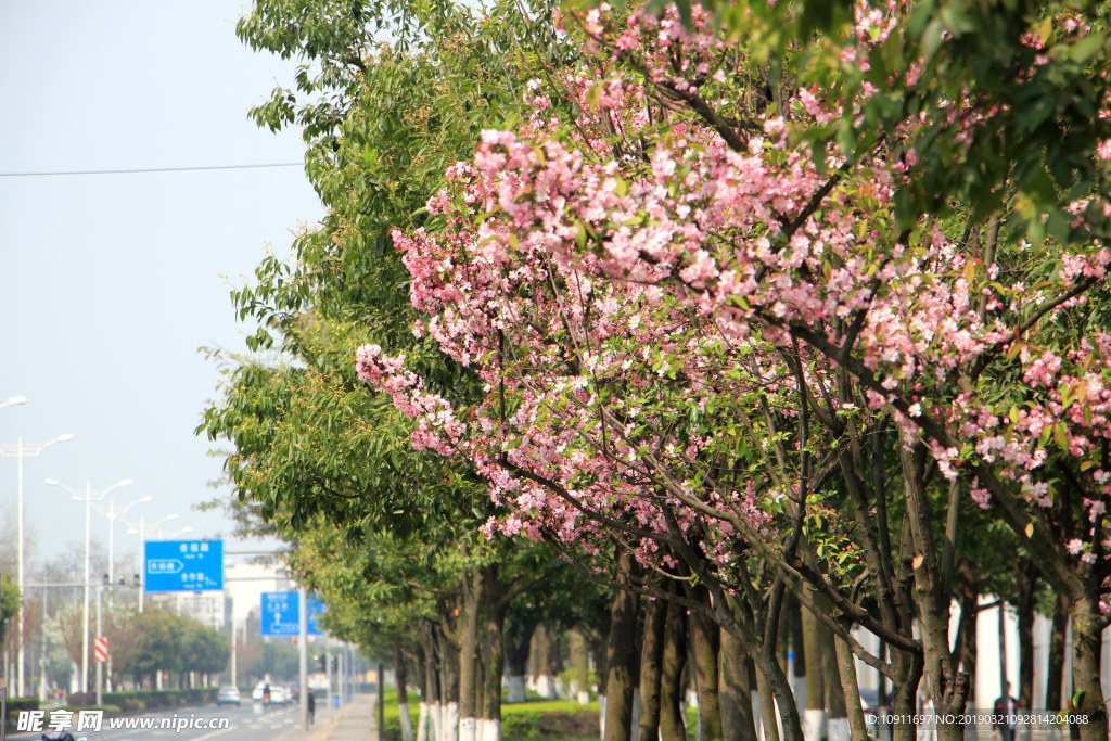 成都 櫻花