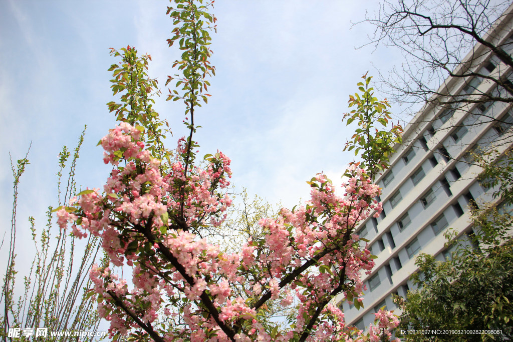 成都 櫻花