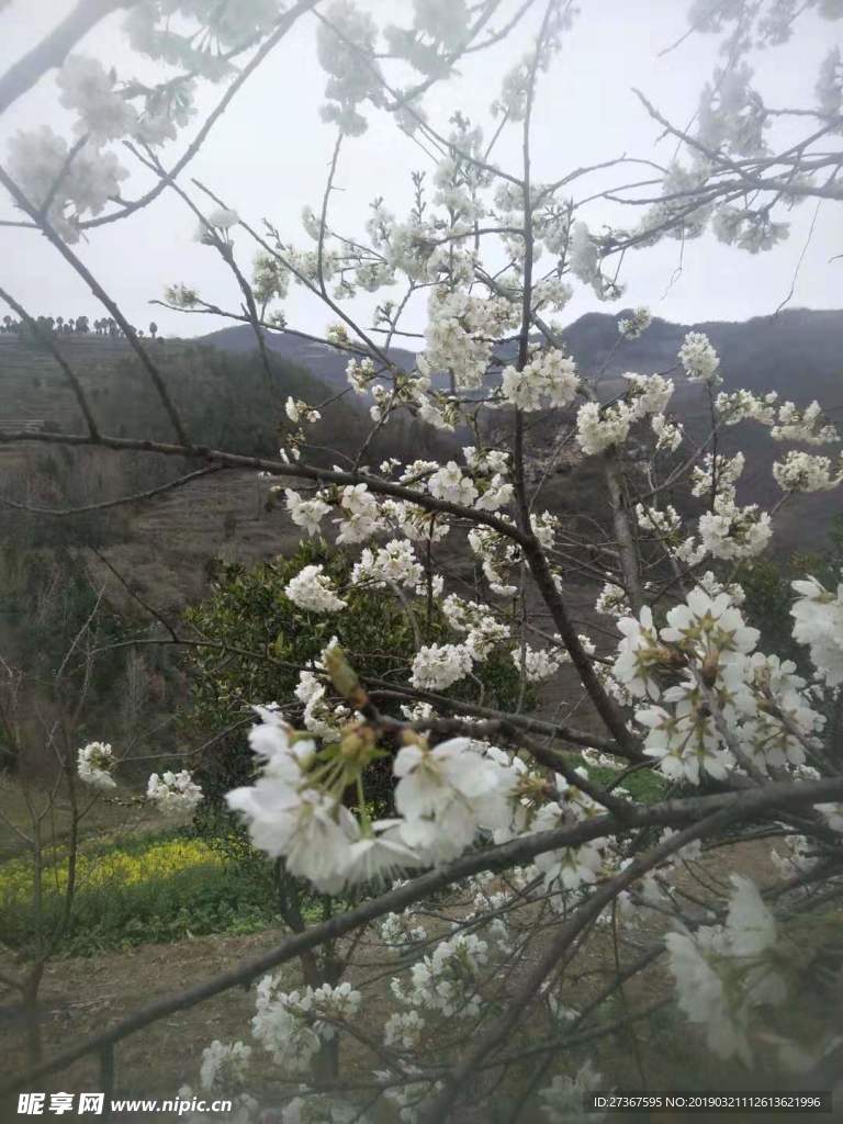 櫻桃花