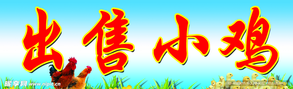 出售小雞