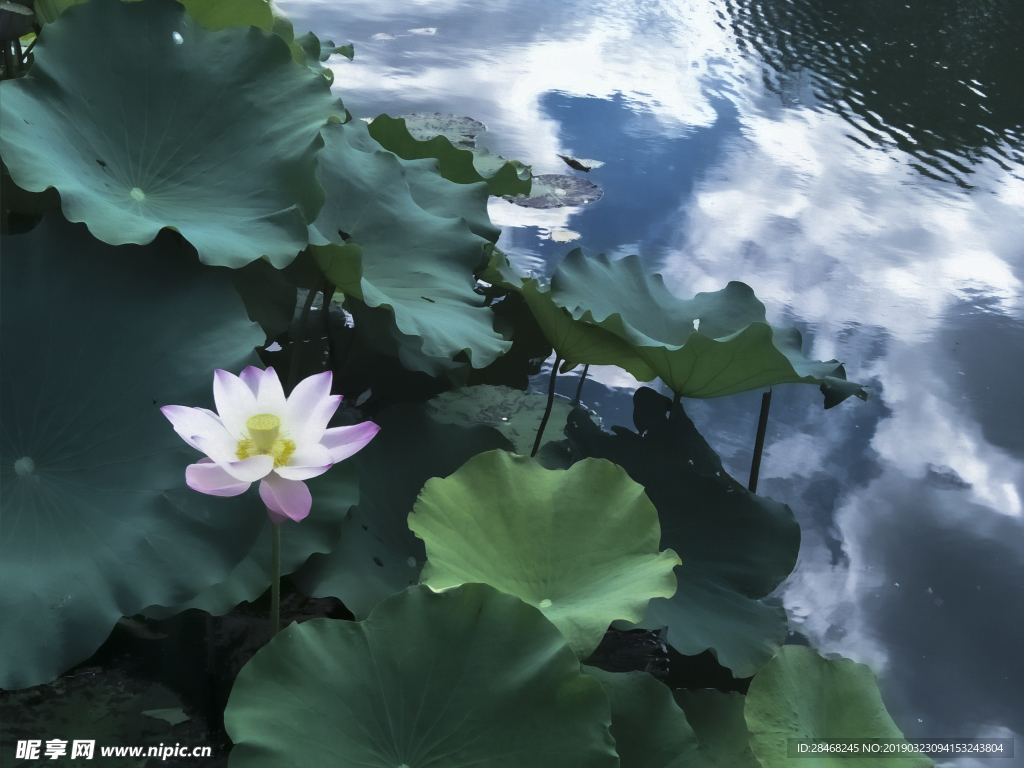 荷花
