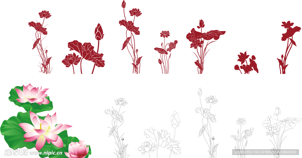 荷花