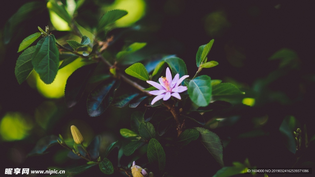 夜間的花