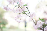 春季花 粉色 樱花