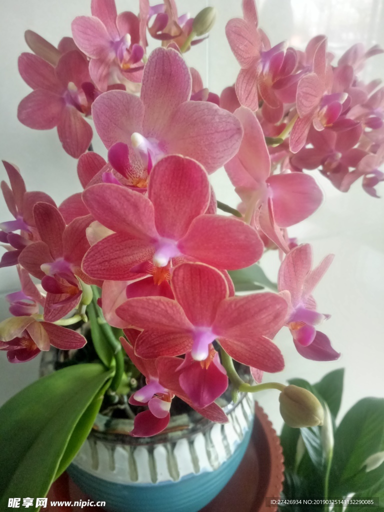 蘭花    蝴蝶蘭    花