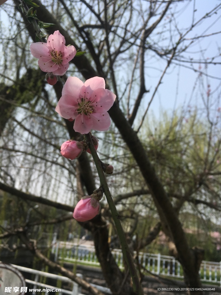 梅