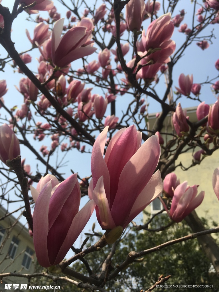 玉蘭花